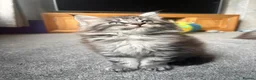Maine Coon cats for sale: Beautiful Maine Coons - Advert 13