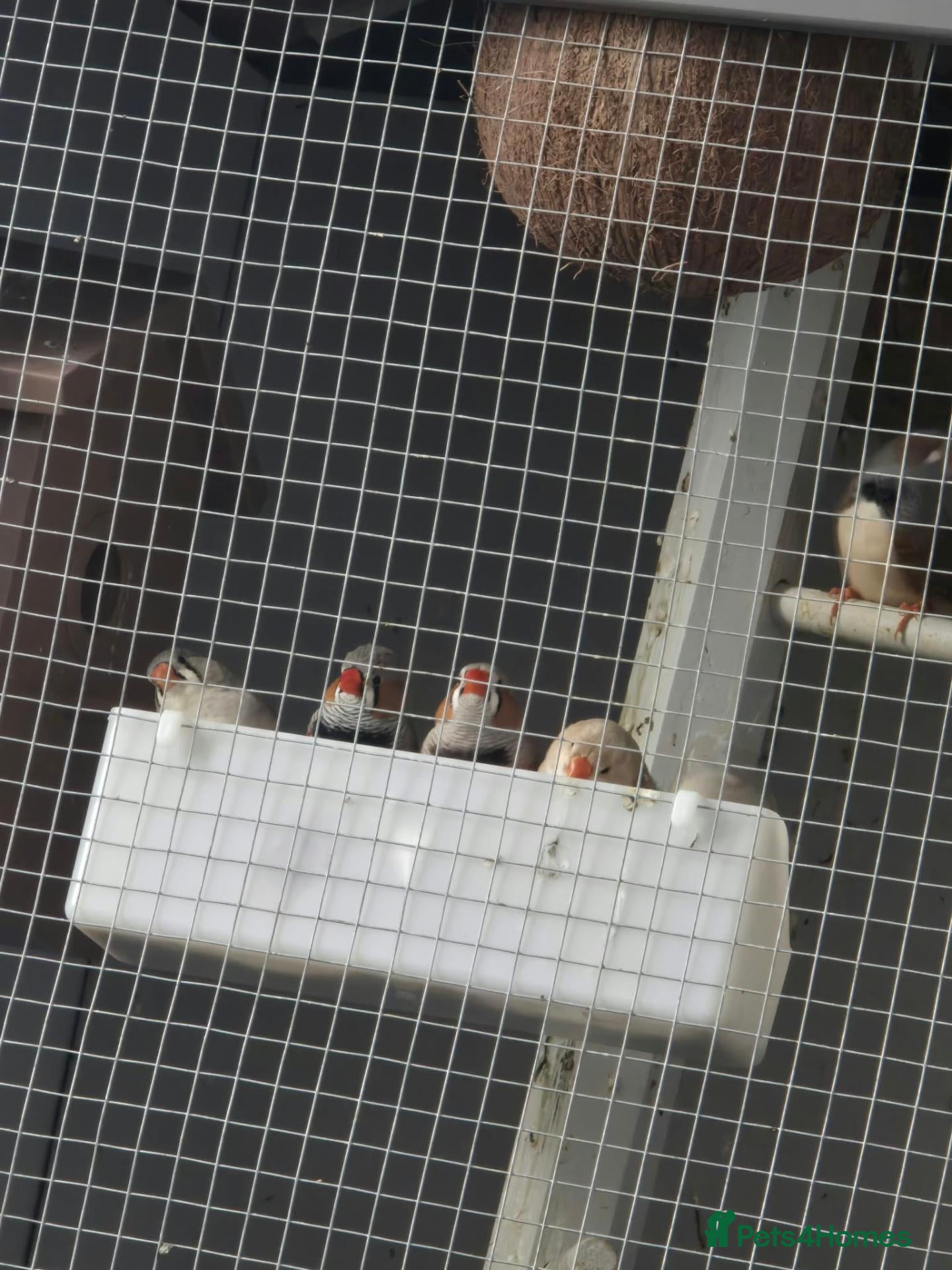 Finches birds for sale: Birds for sale  - Advert 1
