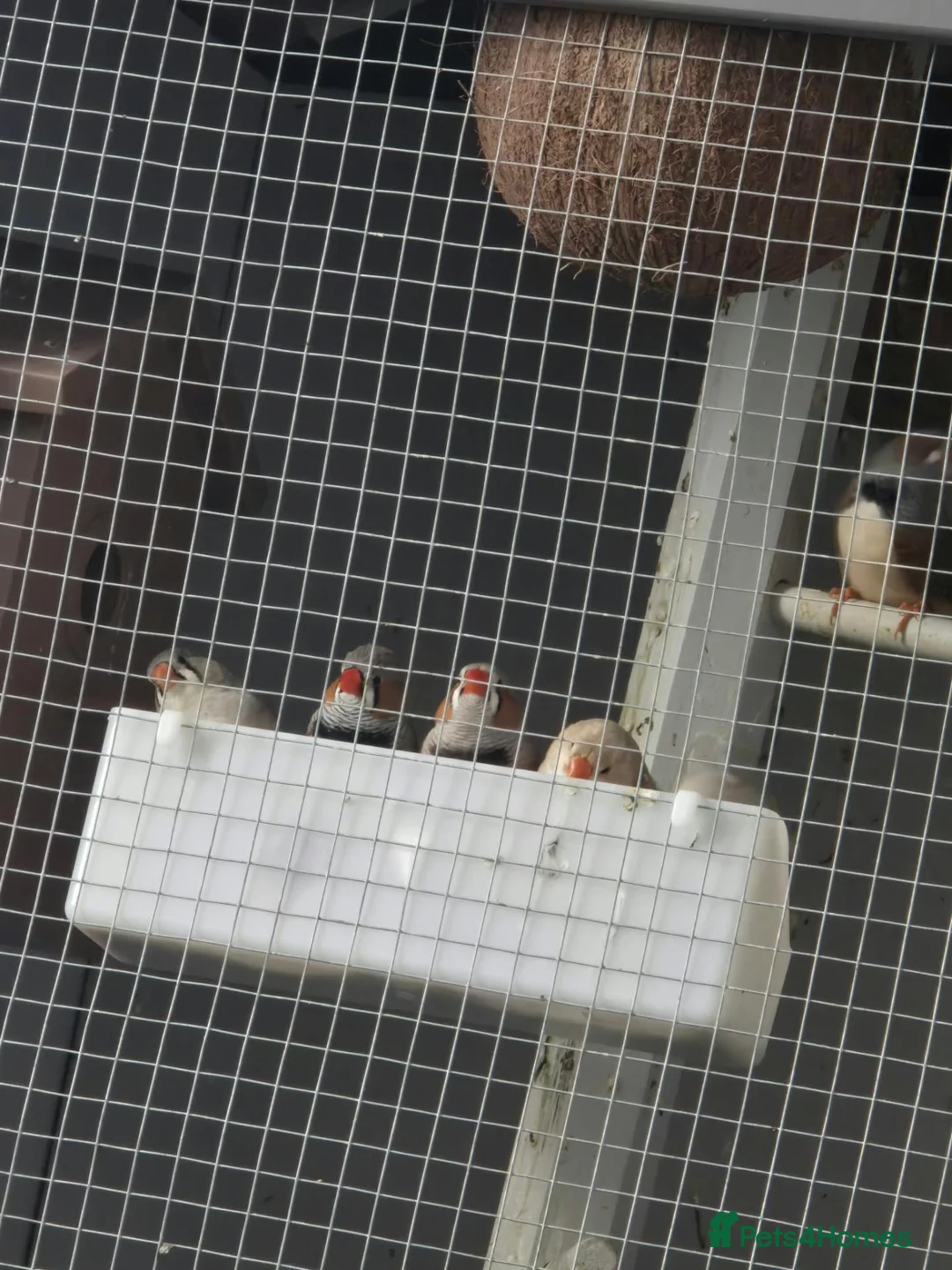 Finches birds for sale: Birds for sale  in Eastbourne - Advert 1
