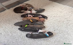 Mixed Breed dogs for sale: Staffy x mastiff mix  - Image 27