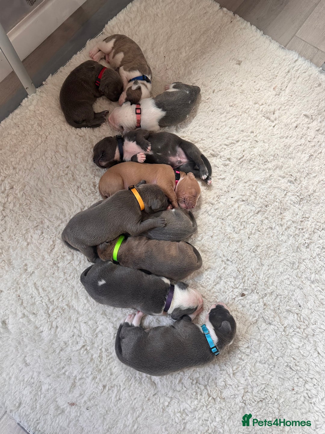 Mixed Breed dogs for sale: Staffy x mastiff mix  - Image 27