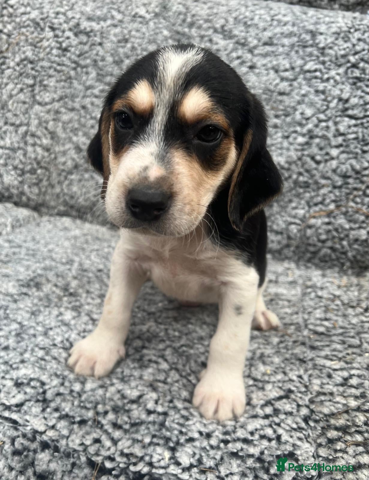 Beagle dogs Beautiful Beagle Puppies - Advert 1