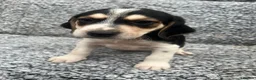Beagle dogs for sale: Beautiful Beagle Puppies - Advert 1