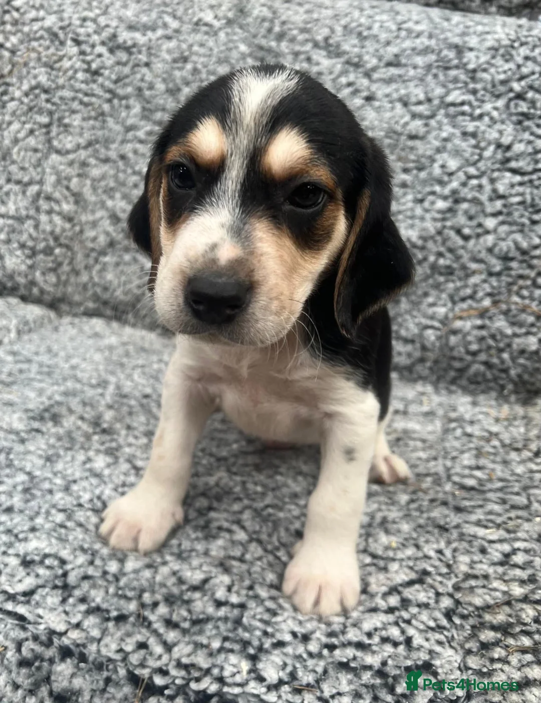 Beagle dogs for sale: Beautiful Beagle Puppies - Advert 1