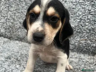 Beagle dogs Beautiful Beagle Puppies - Advert 1