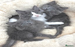 Mixed Breed cats for sale: BEAUTIFUL FLUFFY GREY KITTENS   - Image 10