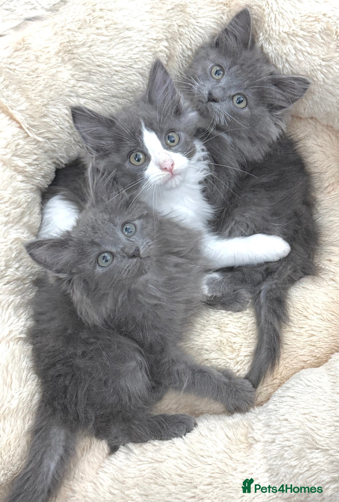 Mixed Breed cats for sale: BEAUTIFUL FLUFFY GREY KITTENS   - Image 10