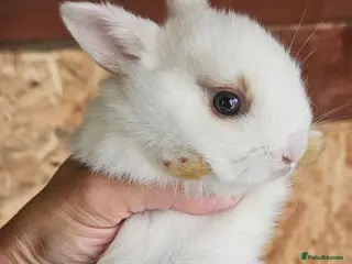 Mixed Breed rabbits They are mix Rex and Dutch - Advert 4
