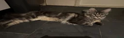 Maine Coon cats for sale: Show quality Maine coon kittens - Advert 3