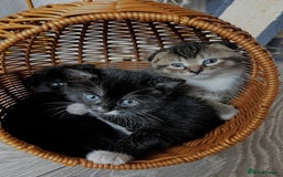 Scottish Fold cats for sale: 3 Beautiful Scottish Fold/straight kittens  - Image 2