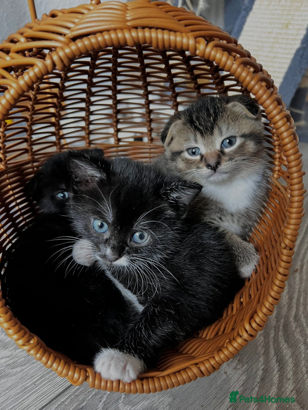 Scottish Fold cats for sale: 3 Beautiful Scottish Fold/straight kittens  - Image 2