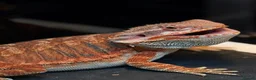 Bearded Dragon reptiles for sale: Red Morph Bearded Dragon  in East Grinstead - Advert 1