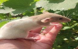 Rat rodents for sale: Agouti , cinnamon, blue and hooded Dumbo rats  - Image 15