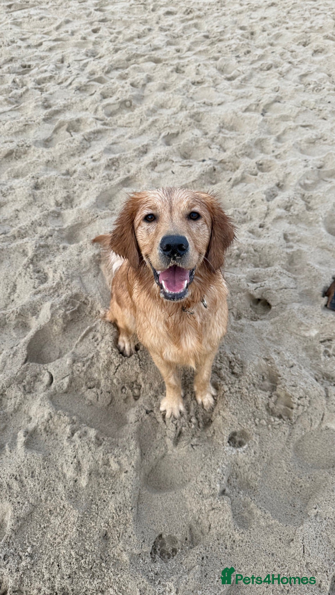Golden Retriever dogs GOLDEN RETRIEVER PUPPIES FOR SALE - Advert 2