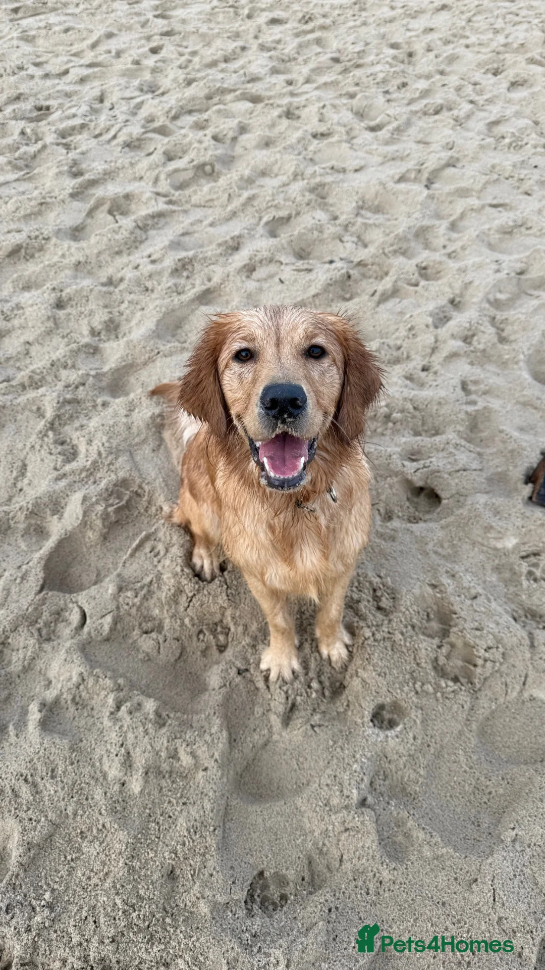 Golden Retriever dogs for sale: GOLDEN RETRIEVER PUPPIES FOR SALE in Crook - Advert 2