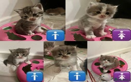 British Shorthair cats for sale: British shorthair kittens  - Image 1