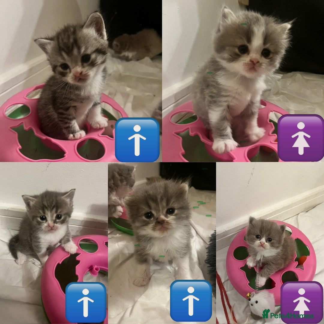 British Shorthair cats for sale: British shorthair kittens  - Image 1