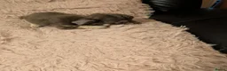 Chihuahua dogs for sale: Lovely tiny chihuahua puppies for sale  - Advert 11