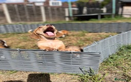 Miniature Dachshund dogs for sale: ‼️Last pup left‼️ 🐾Pied girl with ticked paws 🐾  - Image 17