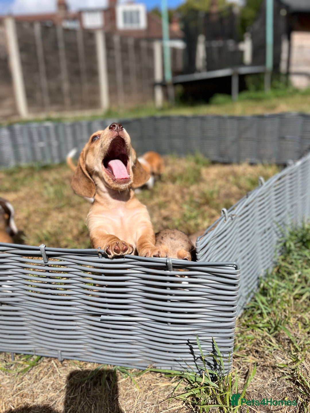 Miniature Dachshund dogs for sale: ‼️Last pup left‼️ 🐾Pied girl with ticked paws 🐾  - Image 17