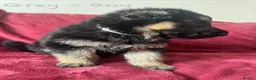 German Shepherd dogs for sale: Stunning Family Raised German Shepherd Puppies - Advert 15