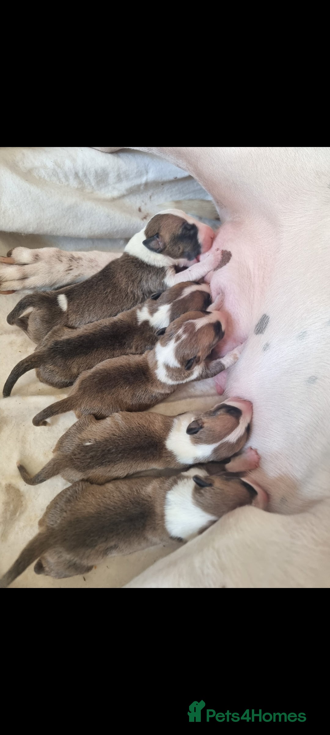 English Bull Terrier dogs for sale: English bull terrier  - Image 5