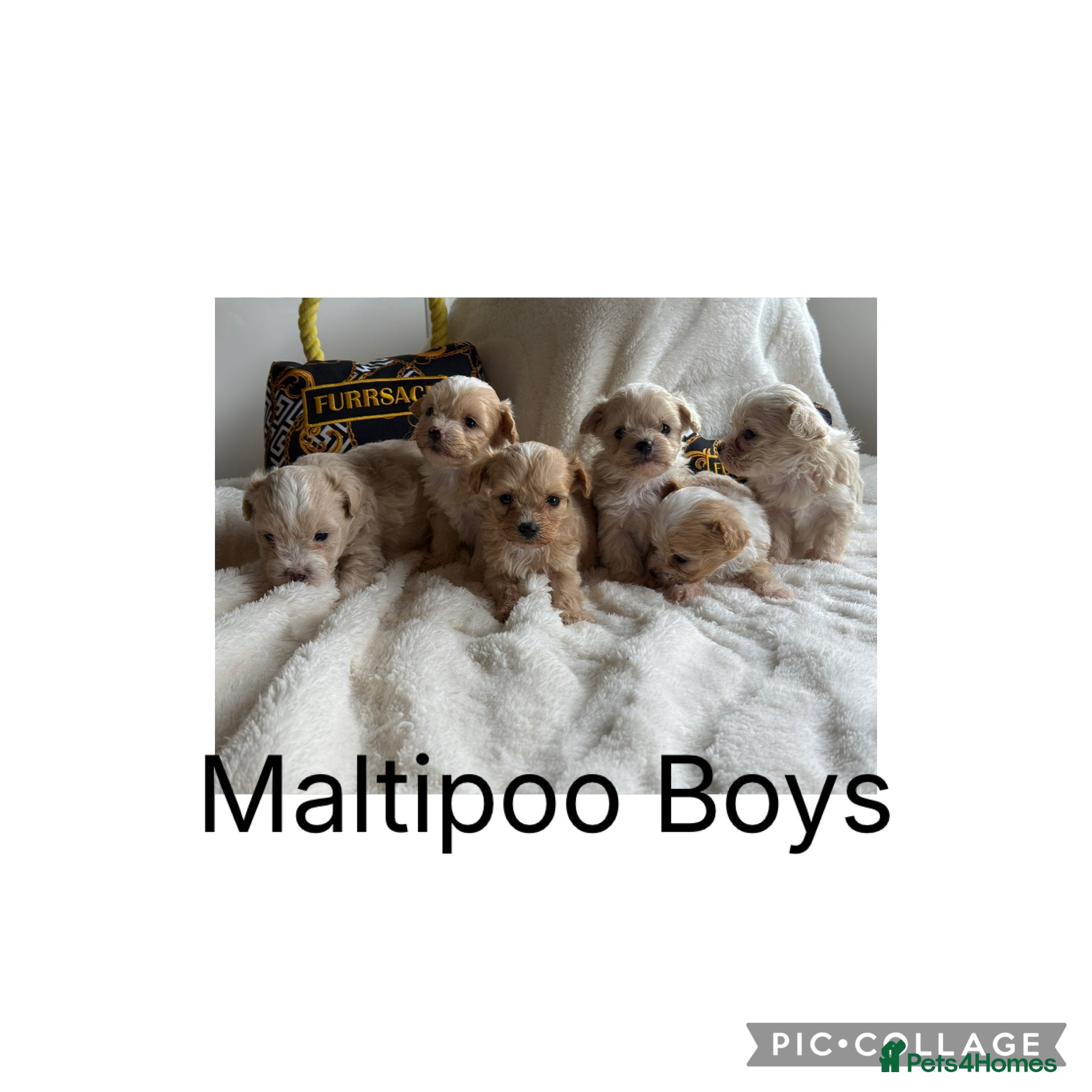 Maltipoo dogs Gorgeous Teddy Bear F1 Maltipoo  - Advert 2