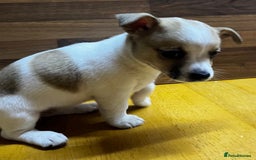 Mixed Breed dogs for sale: Jack Russell with a hint of Bichon Frise. - Image 5