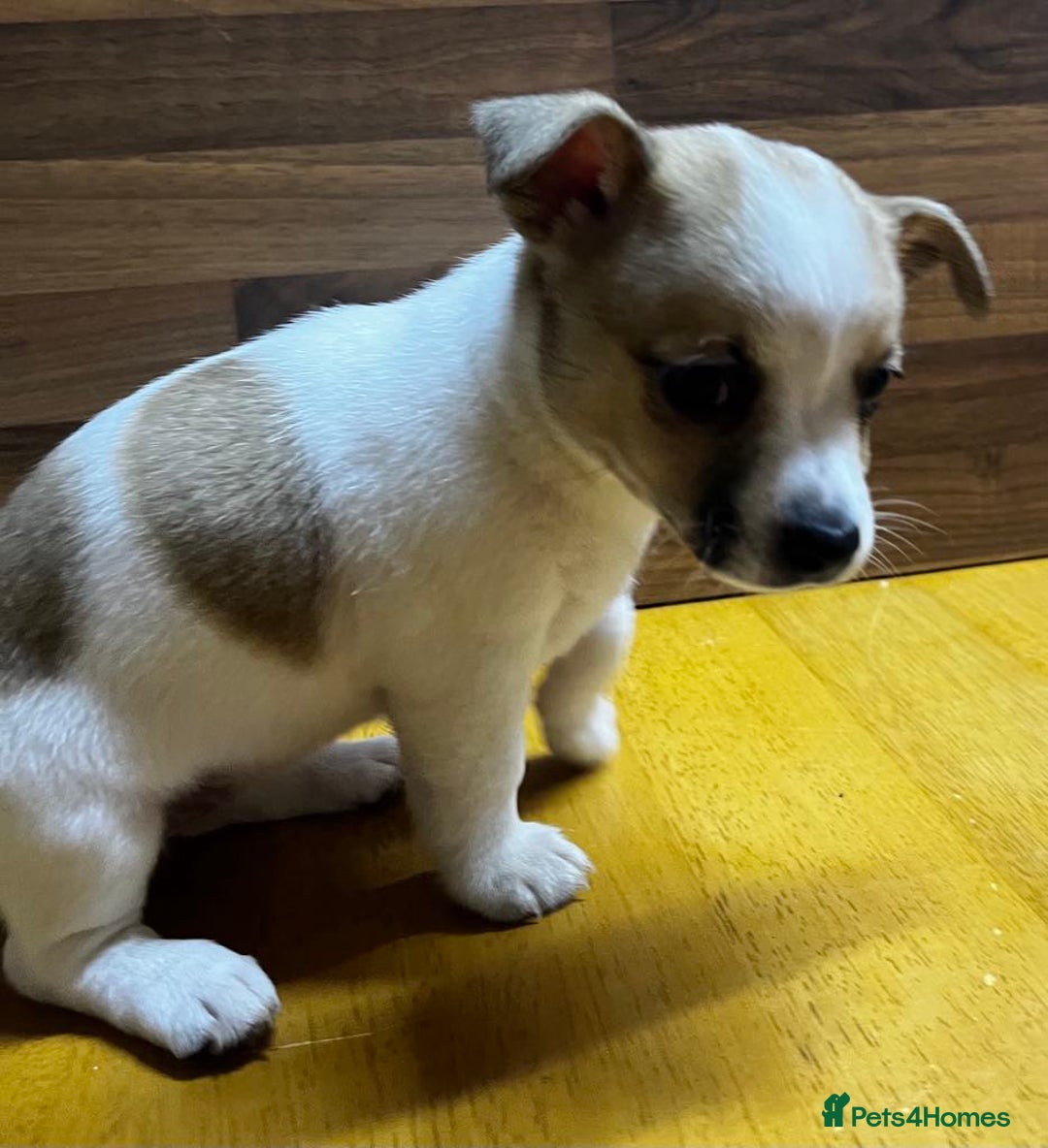 Mixed Breed dogs for sale: Jack Russell with a hint of Bichon Frise. - Image 5