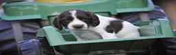 English Springer Spaniel dogs for sale: English springer spaniel puppies  in Exeter - Advert 6