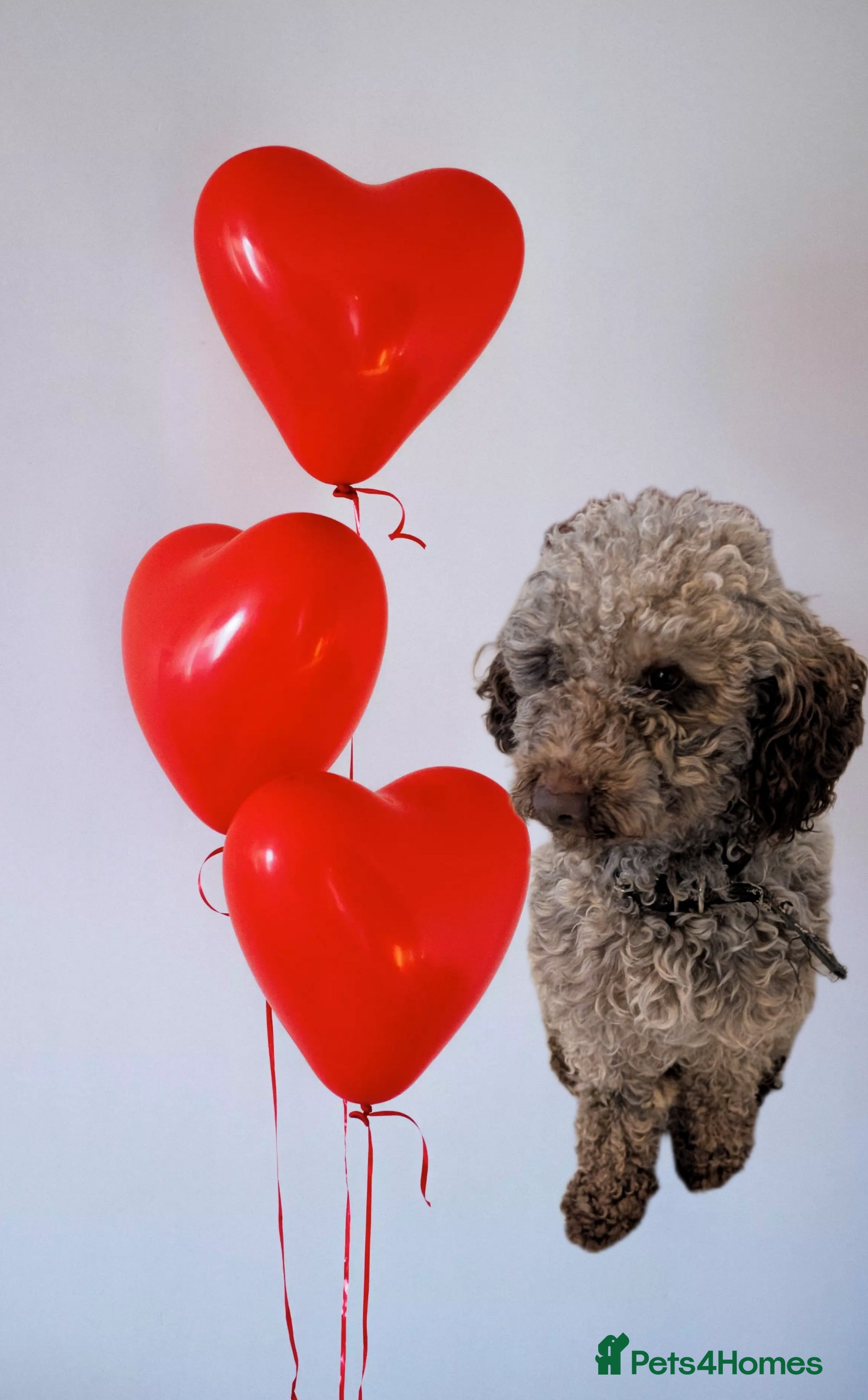 Cockapoo dogs F2 chocolate cockapoo stud - Advert 8