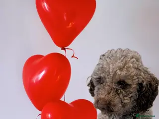 Cockapoo dogs F2 chocolate cockapoo stud - Advert 8