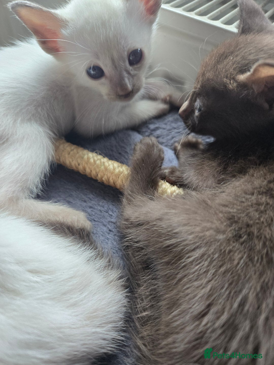 Siamese cats for sale: Only one c/point siamese little girl avaliable  - Advert 17