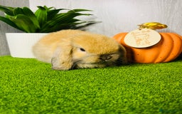 Mini Lop rabbits for sale: 🐰 Pedigree purebred Miniture Lop Kits 🐰 - Image 13