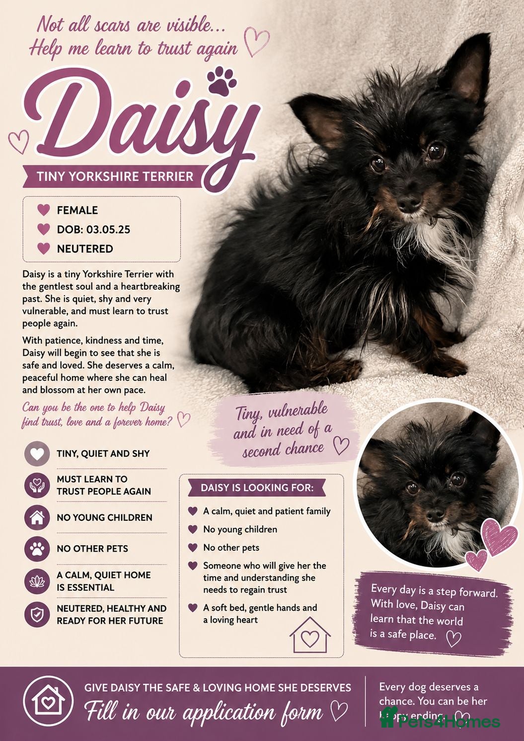 Yorkshire Terrier dogs DAISY – Tiny Yorkshire Terrier - Advert 2