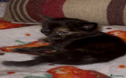 Mixed Breed cats for sale: 3 adorable mixed kittens – 2 females, 1 male - Image 9