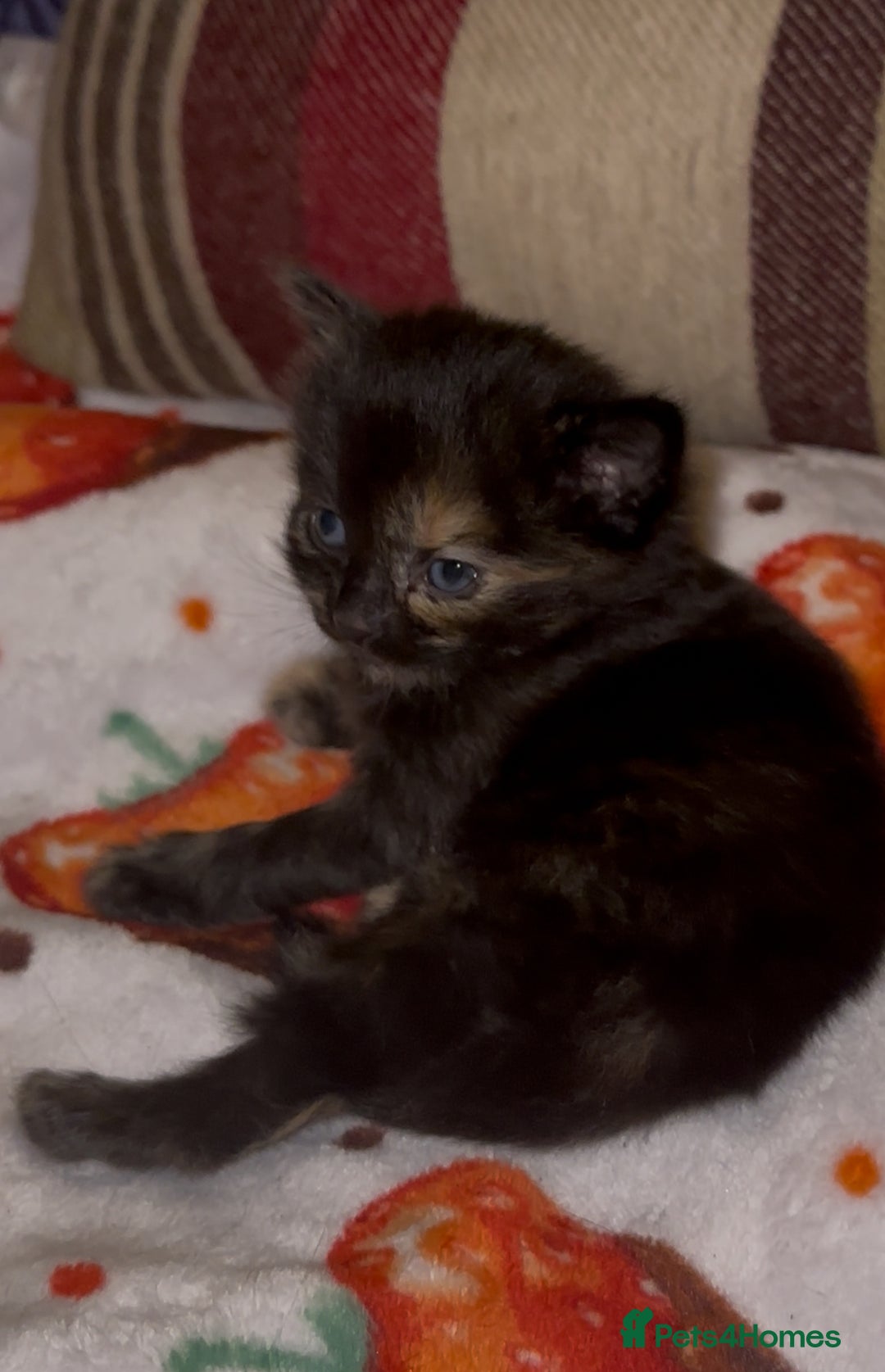 Mixed Breed cats for sale: 3 adorable mixed kittens – 2 females, 1 male - Image 9