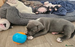 Staffordshire Bull Terrier dogs for sale: RARE CLASSIC MARKINGS - Image 24