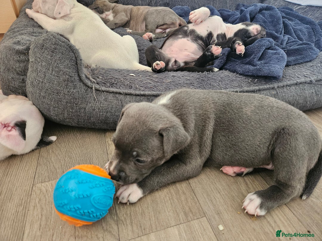 Staffordshire Bull Terrier dogs for sale: RARE CLASSIC MARKINGS - Image 24