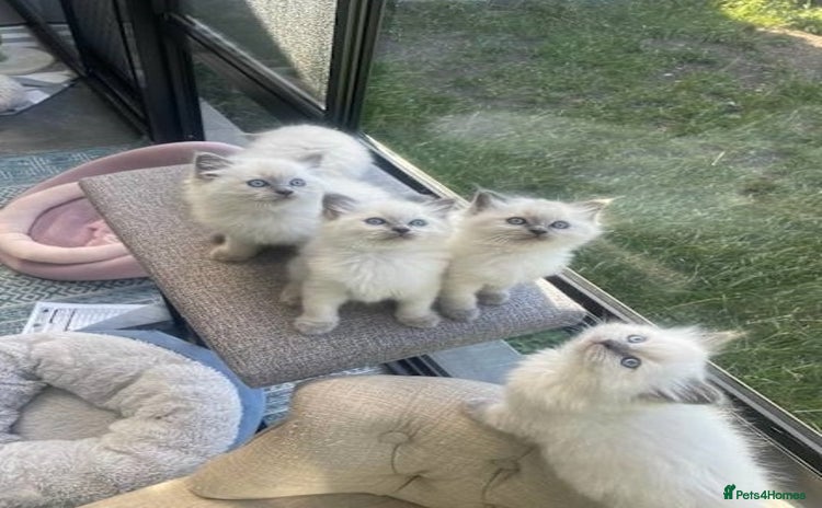 Ragdoll cats - Advert 7