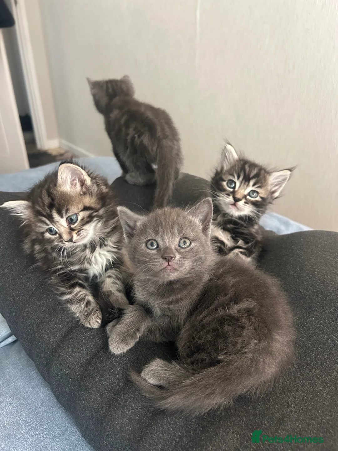 Mixed Breed cats for sale: Kittens 😍 - Advert 1