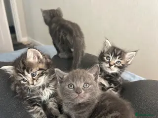 Mixed Breed cats Kittens 😍 - Advert 1