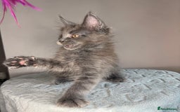 Maine Coon cats for sale: Russian Line maine coon kittens  in Market Rasen - Image 16