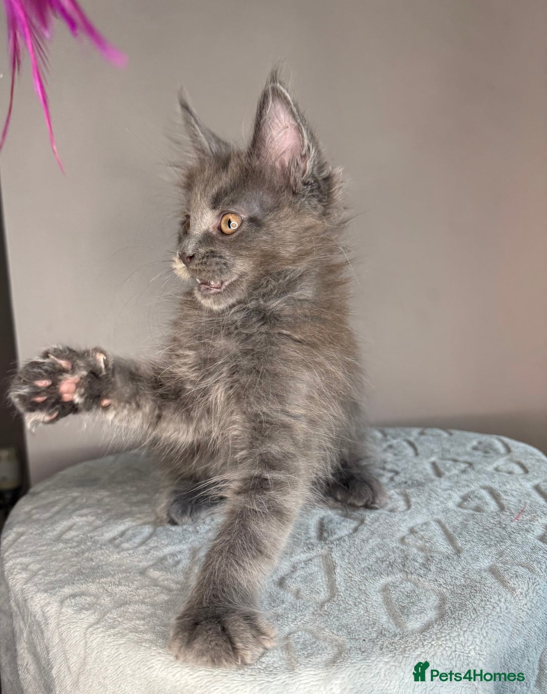 Maine Coon cats for sale: Russian Line maine coon kittens  in Market Rasen - Image 16
