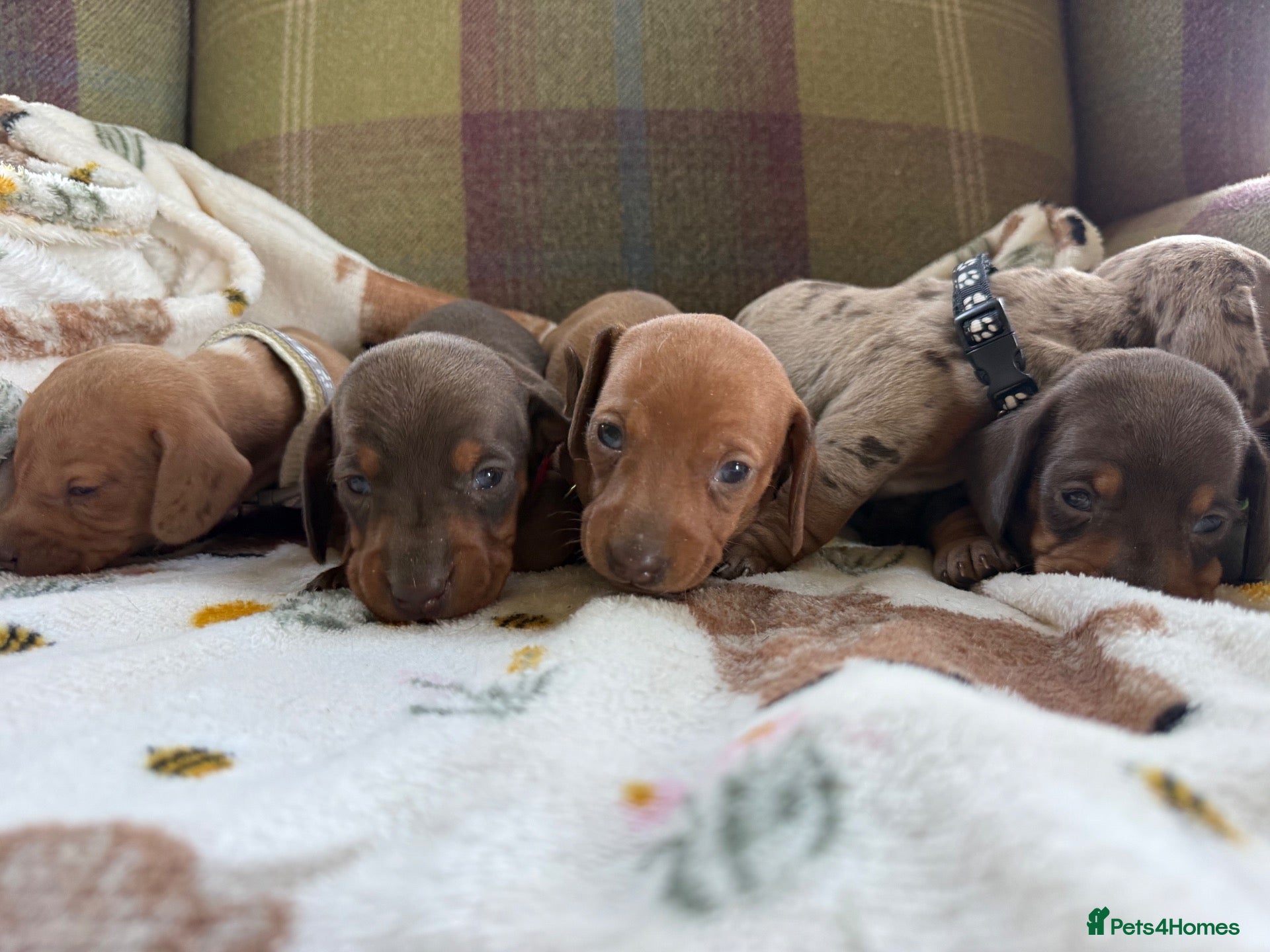 Miniature Dachshund dogs Miniature dachshund puppies available  - Advert 1