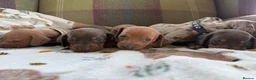 Miniature Dachshund dogs for sale: Miniature dachshund puppies available  - Advert 1