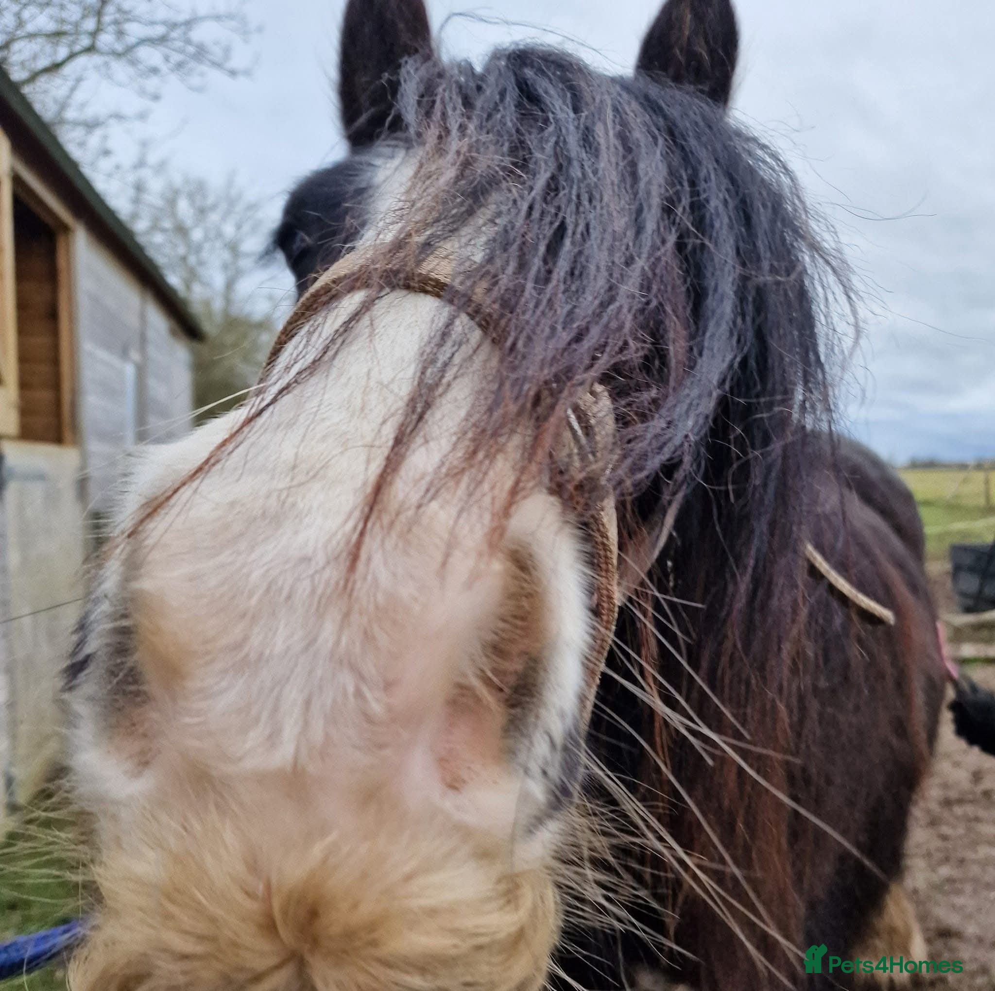 Irish Cob horses 14hh chunky bay cob gelding  - Advert 2