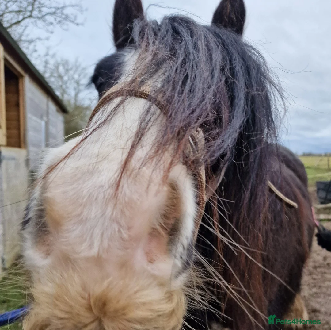 Irish Cob horses for sale: 14hh chunky bay cob gelding  - Advert 1