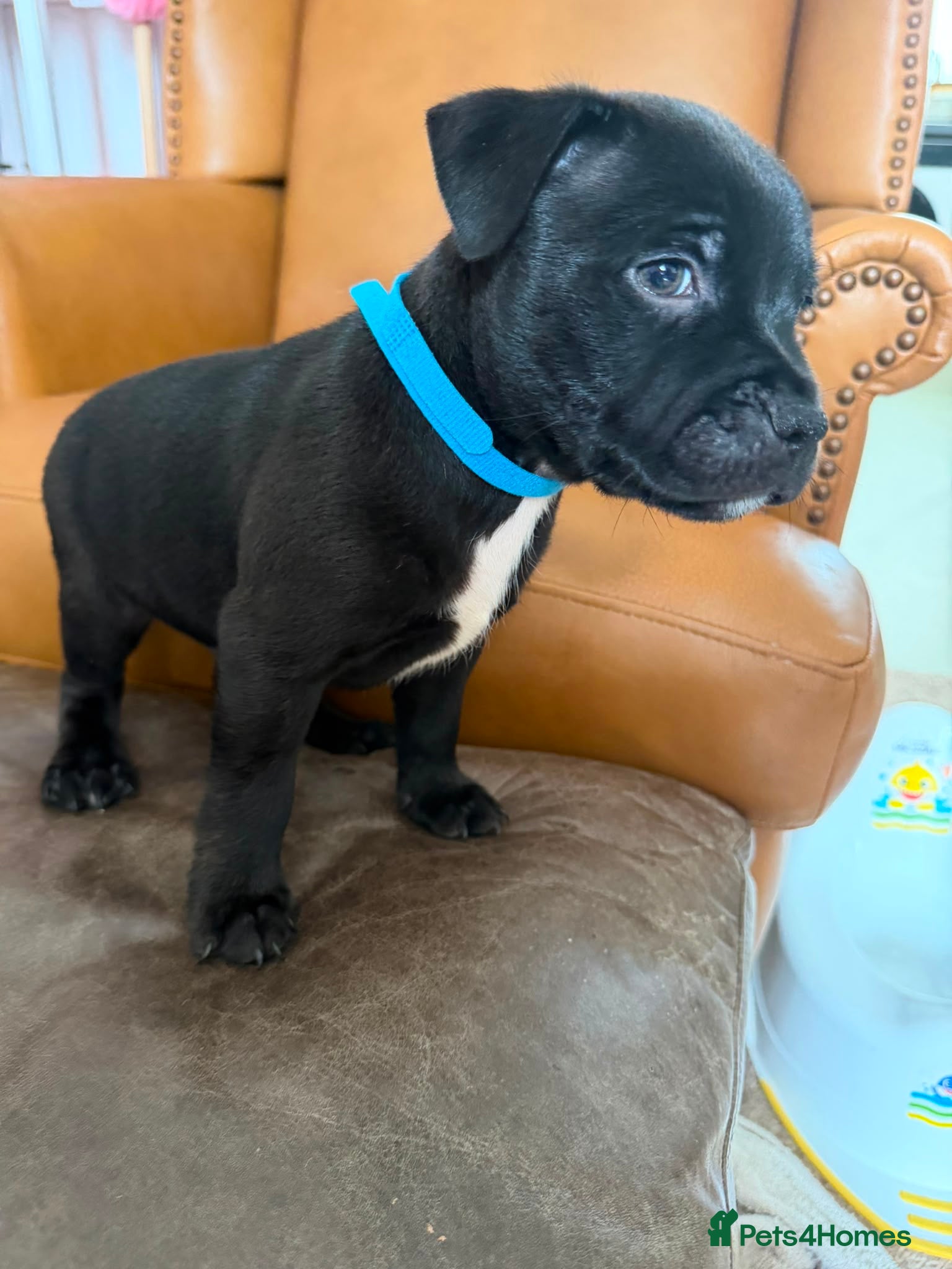 Staffordshire Bull Terrier dogs Champion blood lines🩸@BULLSCAFF - Advert 2