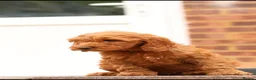 Cockapoo dogs for sale: 🐶 Cockerpoo Puppies – Loving Forever Homes 🐶 - Advert 27